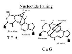 Chargaff1.png
