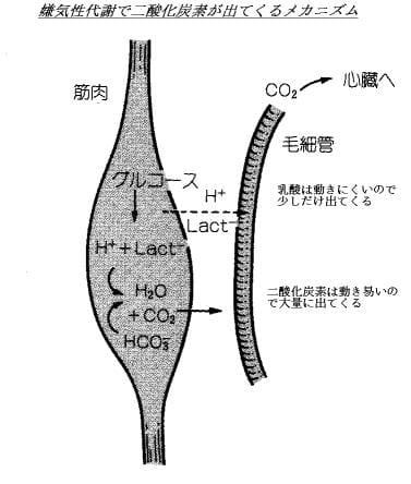 嫌気 性 代謝