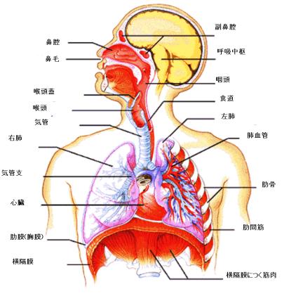 呼吸器系構造 Mican