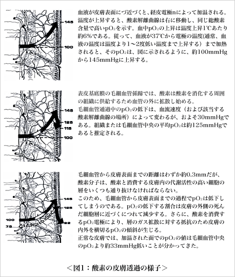 図1：酸素の皮膚透過の様子